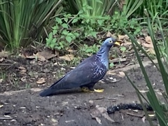 Columba arquatrix