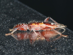 Coptocercus biguttatus