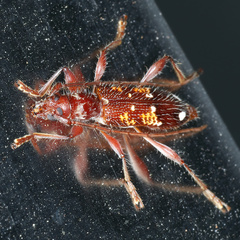 Coptocercus biguttatus