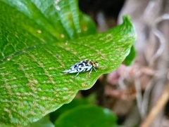 Glipa malaccana