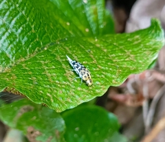 Glipa malaccana