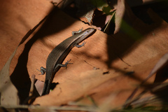 Lampropholis delicata