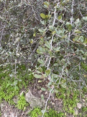 Cercocarpus betuloides