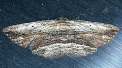 Hypomecis agoraea