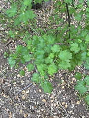 Ribes californicum