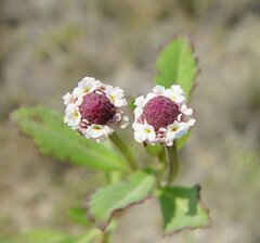Phyla nodiflora nodiflora