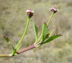 Phyla nodiflora nodiflora