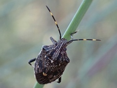 Oncocoris apicalis