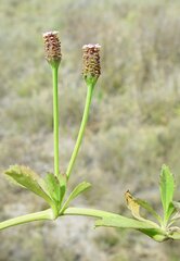 Phyla nodiflora nodiflora