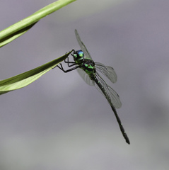 Eusynthemis nigra