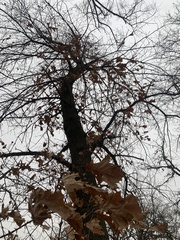 Quercus ellipsoidalis