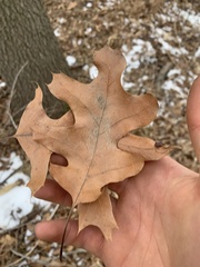 Quercus ellipsoidalis