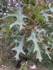 Quercus ellipsoidalis