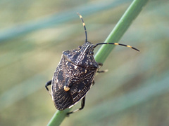 Oncocoris apicalis