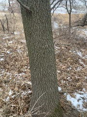 Quercus ellipsoidalis
