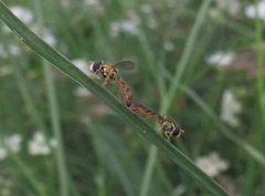 Sphaerophoria macrogaster