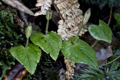 Corybas acuminatus