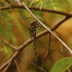 Austroaeschna pulchra