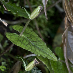 Corybas acuminatus
