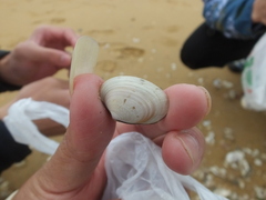 Ruditapes philippinarum