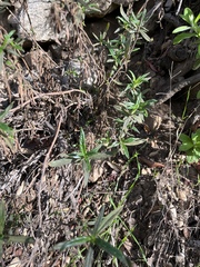 Diplacus aurantiacus