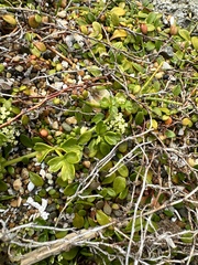 Apium prostratum filiforme