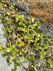 Apium prostratum filiforme