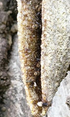 Homotrigona apicalis