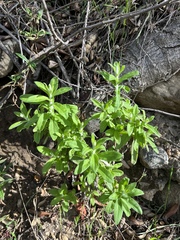 Pseudognaphalium biolettii