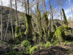 Delairea odorata