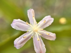 Tripladenia cunninghamii