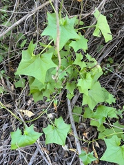 Delairea odorata