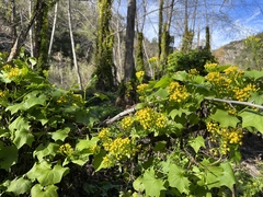 Delairea odorata
