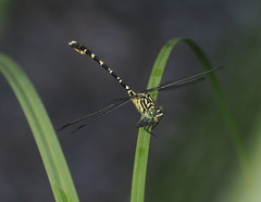 Hemigomphus comitatus