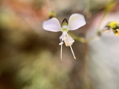 Aneilema acuminatum
