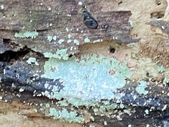 Phlyctis boliviensis