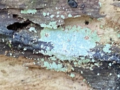 Phlyctis boliviensis