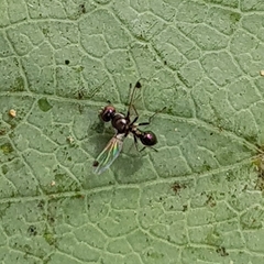 Parapalaeosepsis plebeia