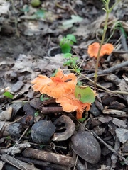 Cantharellus corallinus