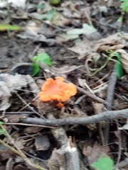 Cantharellus corallinus