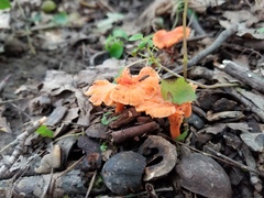 Cantharellus corallinus