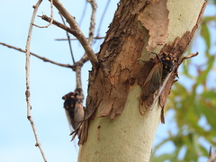 Macrotristria angularis