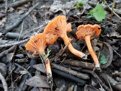 Cantharellus corallinus