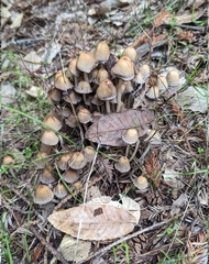 Setulosi