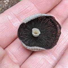 Setulosi