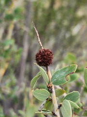 Asphondylia ceanothi