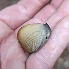 Setulosi