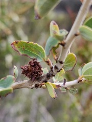 Asphondylia ceanothi