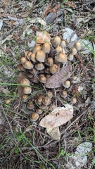 Setulosi