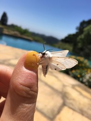 Spilosoma vestalis